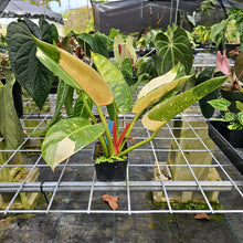 Load image into Gallery viewer, Philodendron Green Congo Nuclear Variegated 4" pot, Fedex 2day*