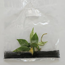 Load image into Gallery viewer, Philodendron Green Emerald variegated tissue culture 2DayAir