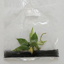 Load image into Gallery viewer, Philodendron Green Emerald variegated tissue culture 2DayAir
