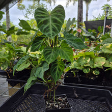 Load image into Gallery viewer, Philodendron Verrucosum, Exact Plant Ships Nationwide