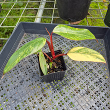 Load image into Gallery viewer, Philodendron Strawberry Shake, Exact Plant Variegated Ships Nationwide