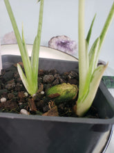 Load image into Gallery viewer, Frydek, Exact Plant, double plant, variegated Alocasia