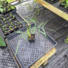 Load image into Gallery viewer, Philodendron Polypodoides, Exact Plant Ships Nationwide