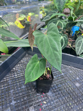 Load image into Gallery viewer, Anthurium Papillilaminum Fort Sherman X (FS X Ralph Lynam) 2.5" pot, Fedex 2day*