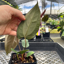 Load image into Gallery viewer, Anthurium Ace Of Spades X Papillilaminum, Exact Plant Ships Nationwide