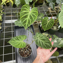 Load image into Gallery viewer, Philodendron Verrucosum exact plant, Fedex 2day*