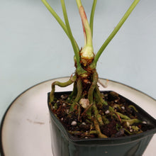 Load image into Gallery viewer, Anthurium Brownii Large Shipped Nationwide