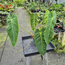 Load image into Gallery viewer, Philodendron Esmeraldense exact plant, Fedex 2day*