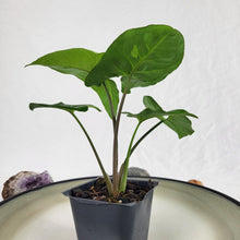 Load image into Gallery viewer, Syngonium Panda Variegated 2.5" pot, Fedex 2day*