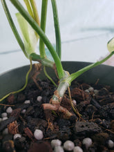 Load image into Gallery viewer, Florida Beauty, exact plant, variegated Philodendron, ships nationwide