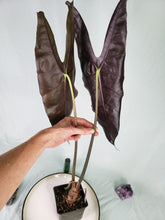 Load image into Gallery viewer, Longiloba Denudata, Exact Plant, Alocasia