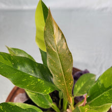 Load image into Gallery viewer, Philodendron Ring Of Fire Variegated 4" pot, Fedex 2 day*