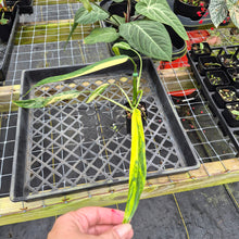 Load image into Gallery viewer, Philodendron Holtonianum Variegated, Exact Plant Ships Nationwide