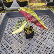 Load image into Gallery viewer, Alocasia Watsoniana Albo/Pink Variegated, Exact Plant Ships Nationwide