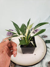 Load image into Gallery viewer, Jessica, Exact Plant, double plant, variegated Spathiphyllum
