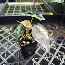Load image into Gallery viewer, Alocasia polly snowflake pink variegated, Exact Plant Ships Nationwide.