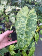Load image into Gallery viewer, Philodendron Paraiso Verde 4" pot, Fedex 2day*
