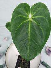 Load image into Gallery viewer, Angamarcanum, Exact Plant, Anthurium