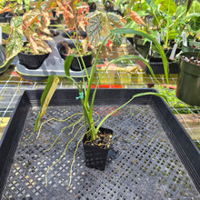 Load image into Gallery viewer, Philodendron Holtonianum Variegated, Exact Plant Ships Nationwide