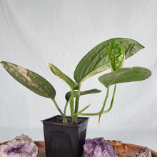 Load image into Gallery viewer, Monstera Peru "Karstenianum", Exact Plant Variegated
