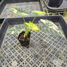 Load image into Gallery viewer, Alocasia Baginda Dragon Scale Albo Aurea Bicolor variegated exact plant, Fedex 2day*