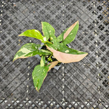 Load image into Gallery viewer, Syngonium Red Spot Tricolor, Exact Plant Variegated Ships Nationwide