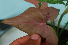 Load image into Gallery viewer, Varigated Syngonium Red Spot Tricolor Exact Plant