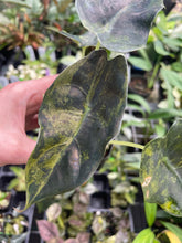 Load image into Gallery viewer, Alocasia Sedenii Aurea Variegated 2.5" pot, Fedex 2day*