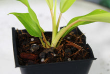 Load image into Gallery viewer, Philodendron Thai Sunrise Exact Plant Ships nationwide