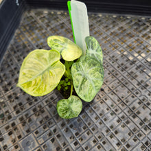 Load image into Gallery viewer, Alocasia Ninja Tricolor Splash, Black Velvet Variegated 2.5" pot, Fedex 2day*