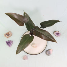 Load image into Gallery viewer, Philodendron Majesty Shipped Nationwide