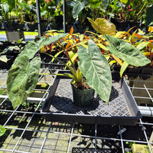 Load image into Gallery viewer, Alocasia Wentii Pink Splash Variegated 6" pot, Fedex 2day