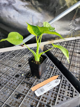 Load image into Gallery viewer, Alocasia Cucullata, Exact Plant Variegated Ships Nationwide