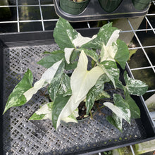 Load image into Gallery viewer, Syngonium Podophyllum Albo Variegata exact plant, Fedex 2day