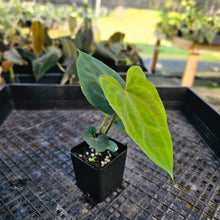 Load image into Gallery viewer, Anthurium Papillilaminum Fort Sherman X ( FS X Ralph Lynam), Exact Plant 2.5" Ships Nationwide