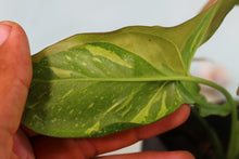 Load image into Gallery viewer, Varigated Syngonium Red Spot Tricolor Exact Plant