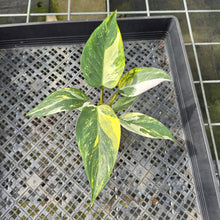 Load image into Gallery viewer, Philodendron White Princess Aurea Variegated exact plant, Fedex 2day*
