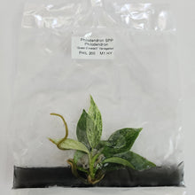 Load image into Gallery viewer, Philodendron Green Emerald variegated tissue culture 2DayAir
