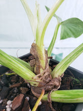 Load image into Gallery viewer, Giganteum 'Blizzard', exact plant, variegated Philodendron, ships nationwide