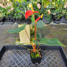 Load image into Gallery viewer, Anthurium Tropic Sunrise Bicolor Obake, Exact Plant Variegated Ships Nationwide