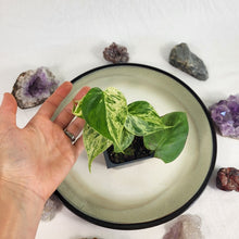 Load image into Gallery viewer, Philodendron Hederaceum, Heart Leaf, Exact Plant Variegated Ships Nationwide