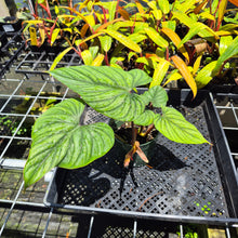 Load image into Gallery viewer, Philodendron Plowmanii 6" pot, Fedex 2day