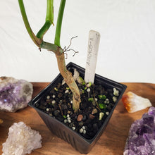 Load image into Gallery viewer, Philodendron Splendid, Exact Plant Ships Nationwide