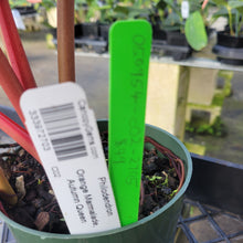 Load image into Gallery viewer, Philodendron Orange Marmalade, Exact Plant Ships Nationwide