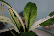 Load image into Gallery viewer, Variegated Spathiphyllum Jessica Exact Plant