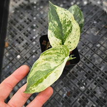 Load image into Gallery viewer, Scindapsus Jade Satin Marble Queen Variegated 2.5" pot, Fedex 2day*