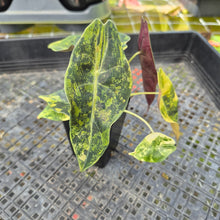 Load image into Gallery viewer, Alocasia Sedenii Aurea Variegated, Exact Plant Ships Nationwide