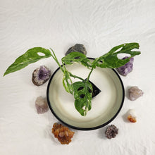 Load image into Gallery viewer, Monstera Adansonii Mint "Indonesia", Exact Plant Variegated Ships Nationwide