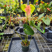 Load image into Gallery viewer, Anthurium Anuenue Obake Bicolor pink/green Fedex 2day