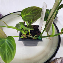 Load image into Gallery viewer, Philodendron Splendid 2.5" Pot, Fedex 2 day*